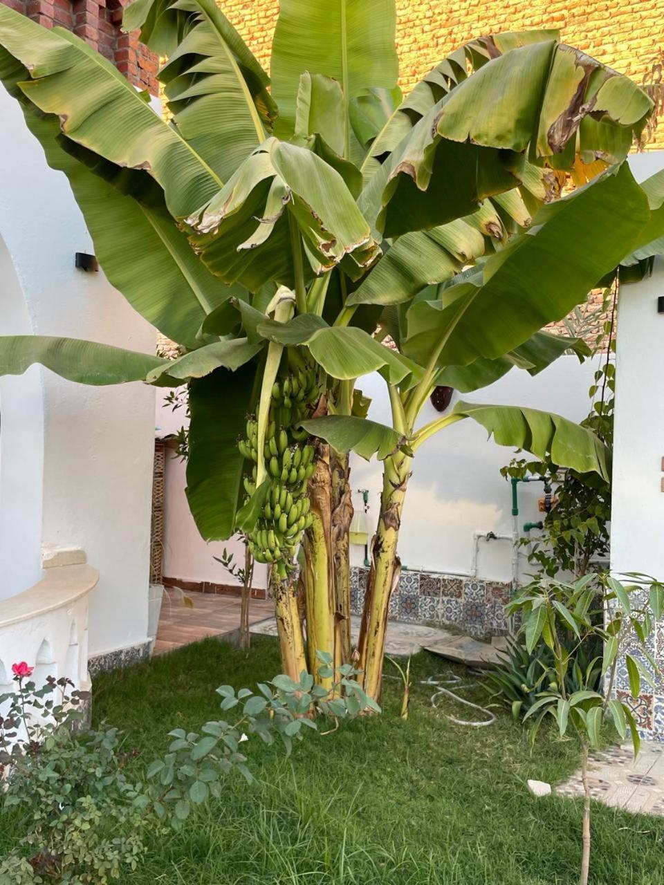 Villa Kemet Jazirat al Awwamiyah Exterior foto